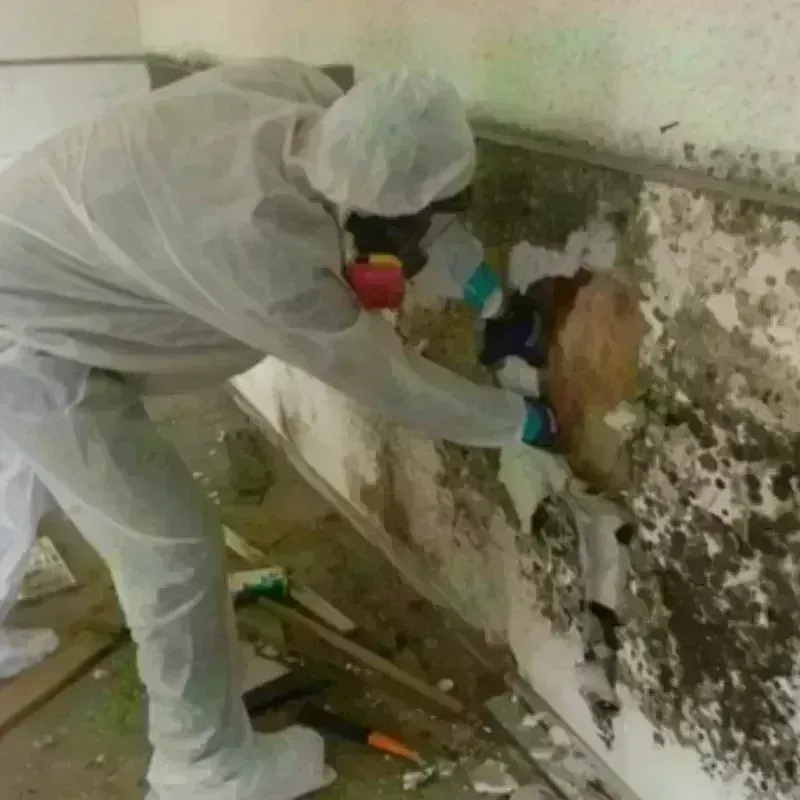 Mold Remediation and Removal in Walworth County, SD